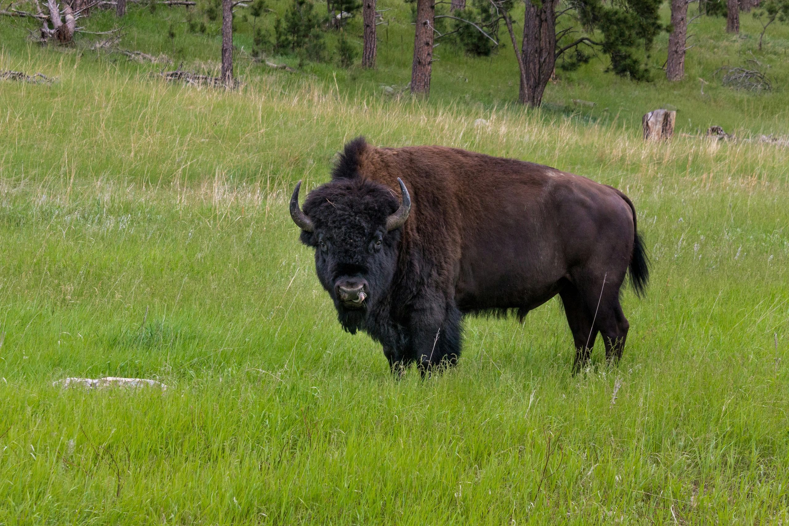 bison in a green field