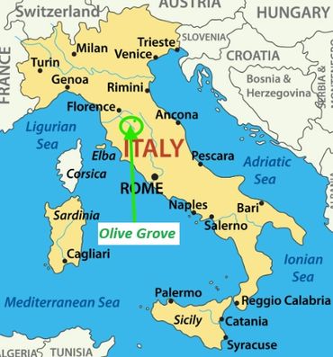 Map of Italy highlighting Rome and an olive grove location.