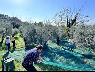People spreading nets across olive trees in a sunny orchard.
