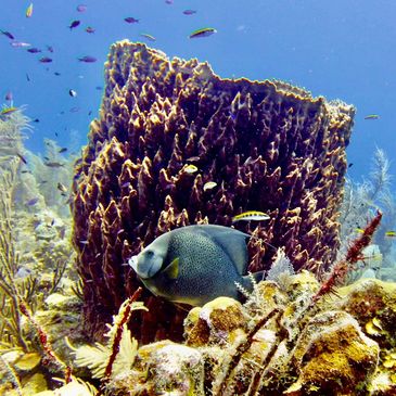 A gray fish swims near a large coral underwater.