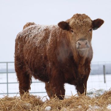 A bull calf that Silver Ridge Livestock sold.