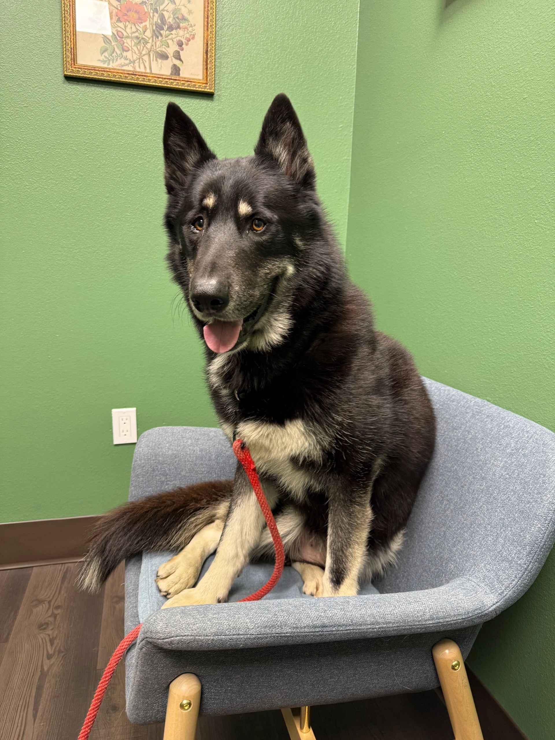 Black and tan german shepherd and husky mix. Shepsky. Male.
