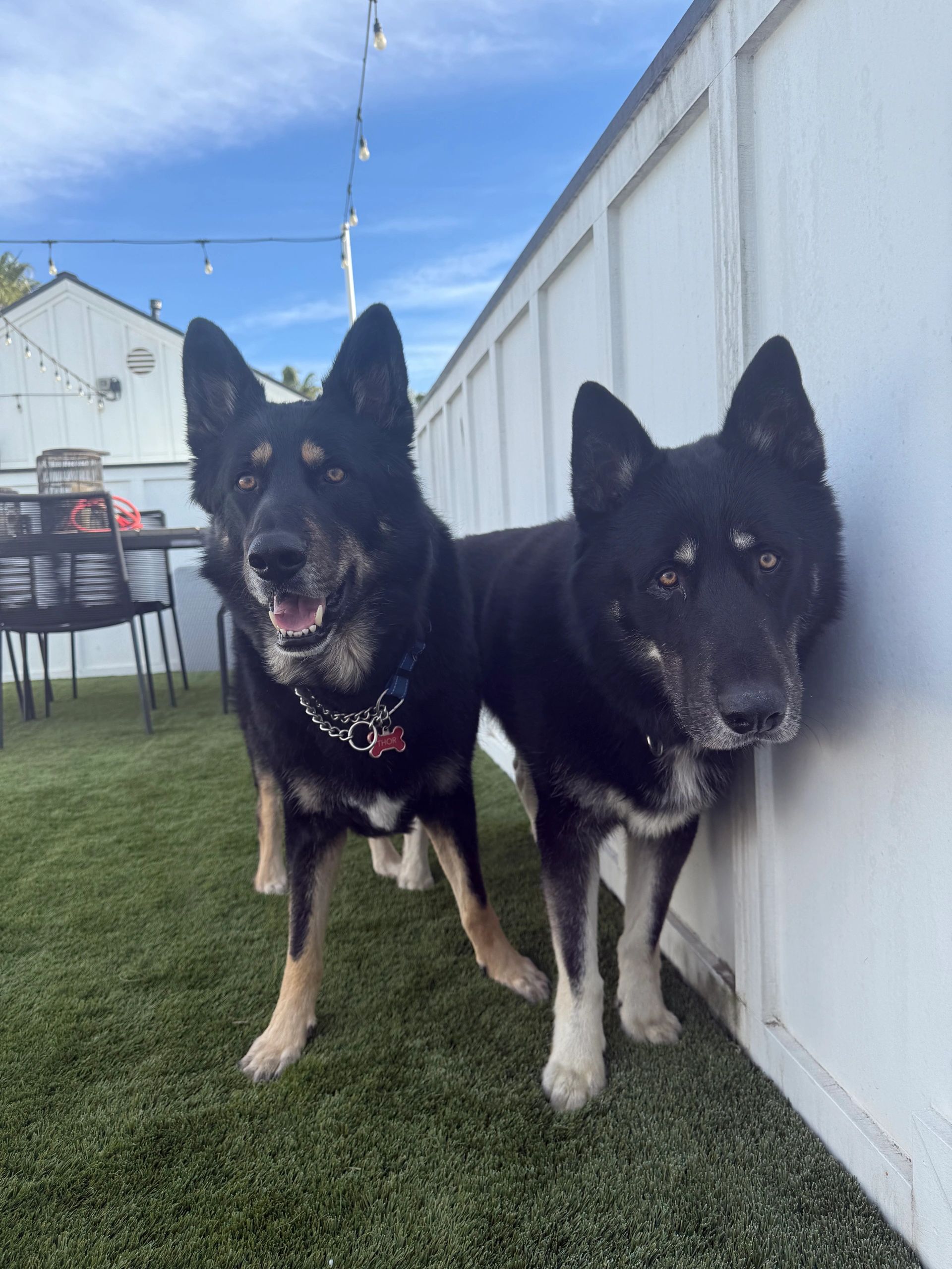 Two black and tan shepsky boys in a grassy yard