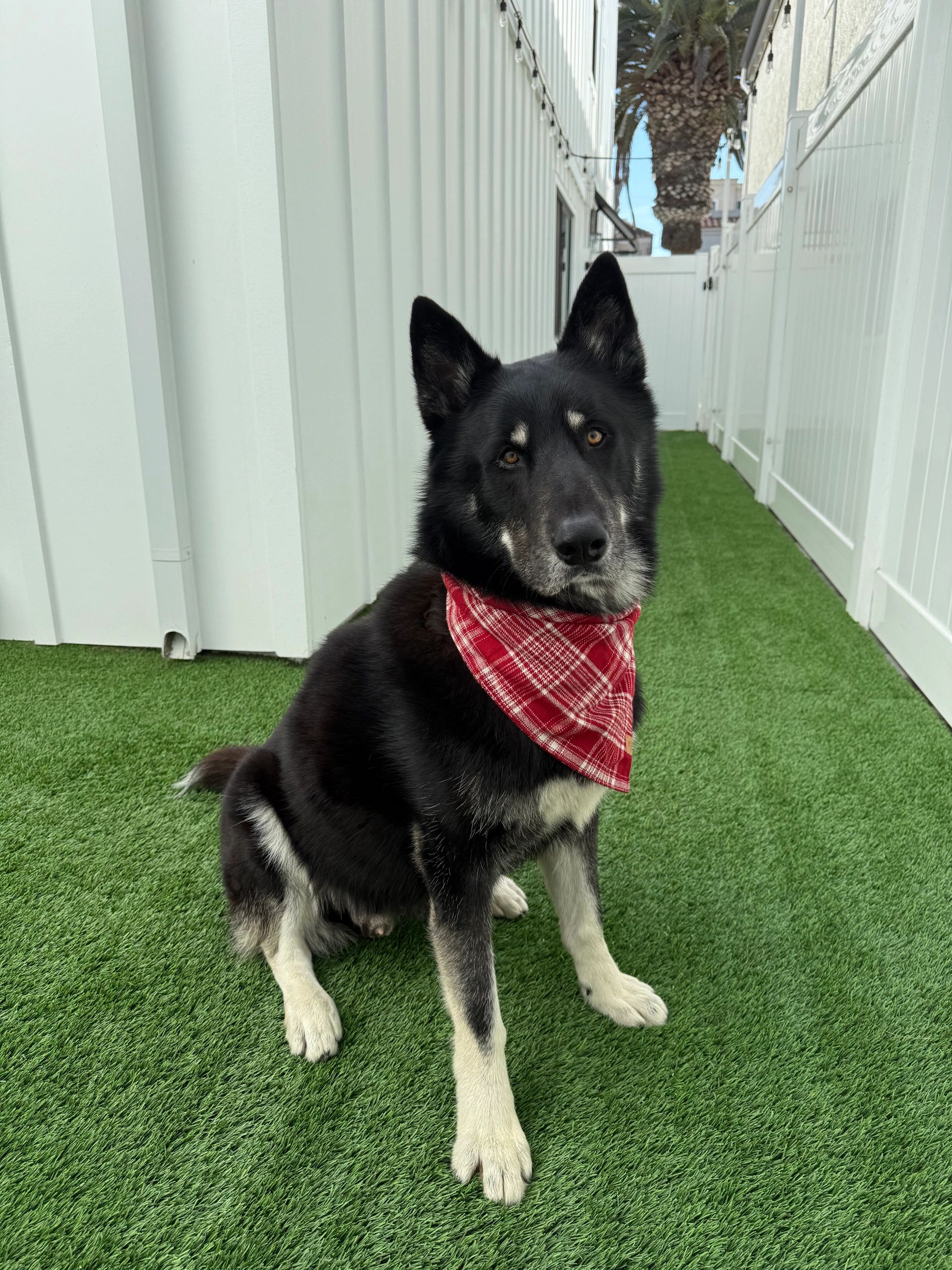 Black and cream shepsky wearing red plaid bandana