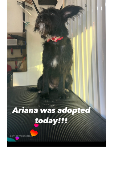 A black dog with a red bow collar sitting on a table.