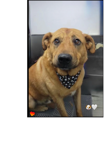 A brown dog wearing a patterned bandana looks up with soulful eyes.