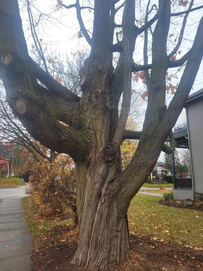 A large tree with multiple thick branches in a suburban setting.