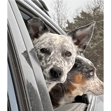 cattle dogs