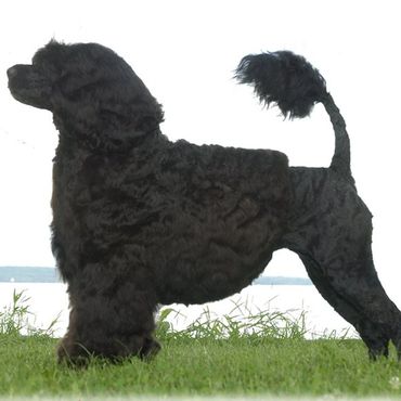 Picture of furry dog