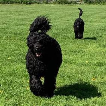 Two dogs playing in lawn area