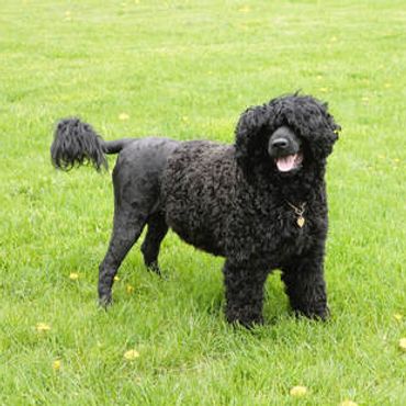 A dog looking at camera