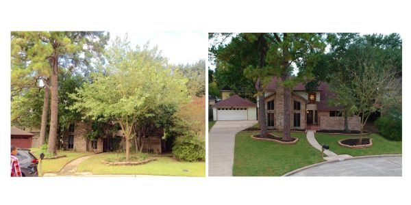 Two photos of a house with a large tree in the front yard, showing before and after yard cleanup.