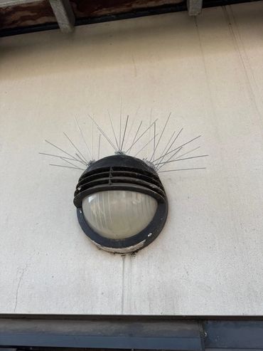 bird proofing, bird spikes