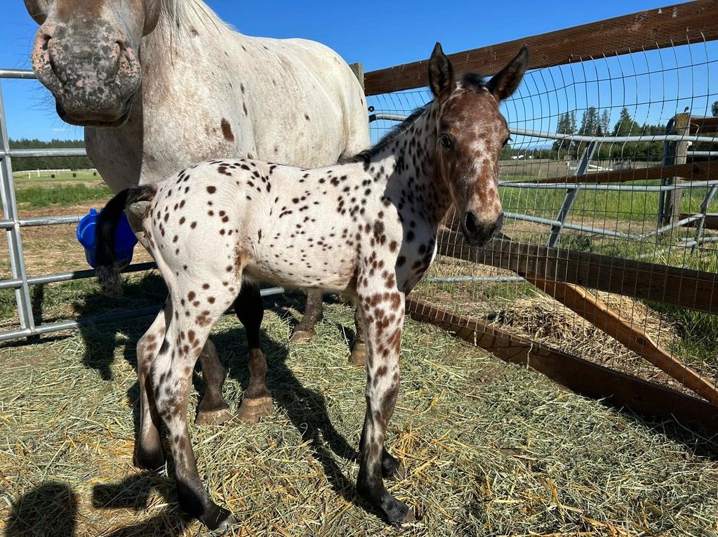 GLACIER KITTY Filly foal