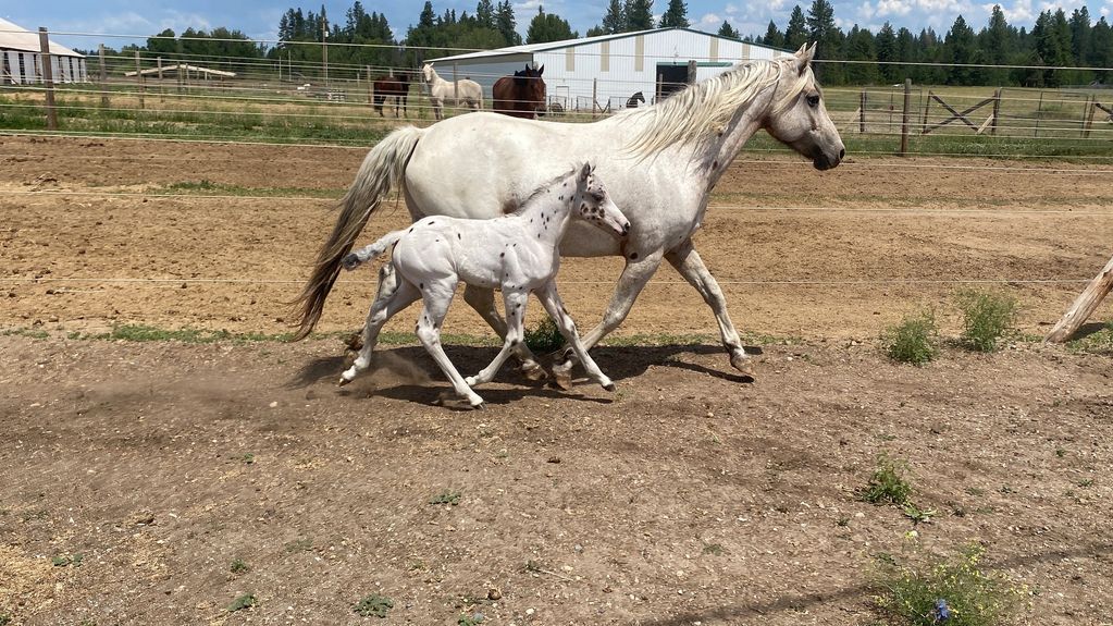 Gaited by Turn 'N Burn.  Contact www.monroefarmsllc.com