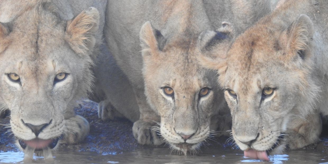 Lions drinking water in Serengeti