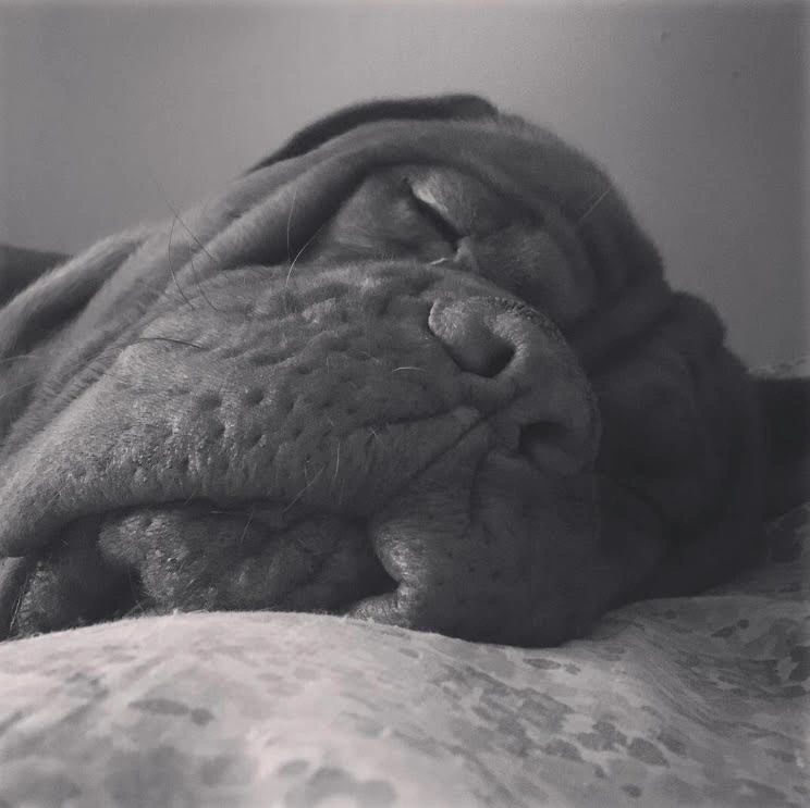 //img1.wsimg.com/isteam/ip/ebd1b550-d034-43a4-af0f-b8037ef08c2b/Briggy.jpg/:/cr=t:0%25,l:0%25,w:100%25,h:100%25/rs=w:1300,h:800