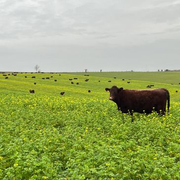 In calf heifers grazing a winter cover crop