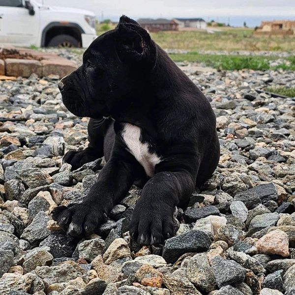 Black puppy with white chest patch lying on gravel, looking to the side.