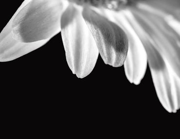 Close-up black and white photo of flower petals against a dark background.