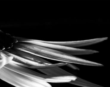Close-up black and white photo of delicate flower petals against a dark background.