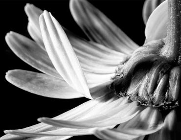 Close-up black and white photo of a flower's petals and base.