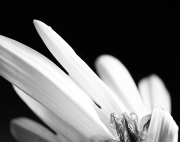 Close-up black and white photo of delicate flower petals against dark background.