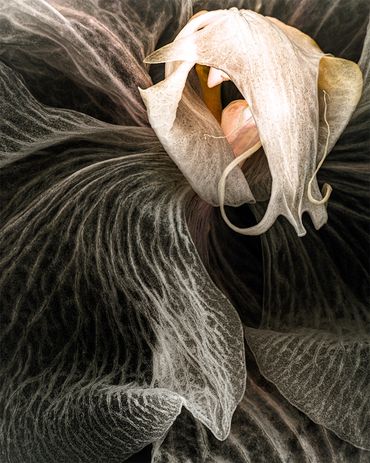 Ghost Orchid