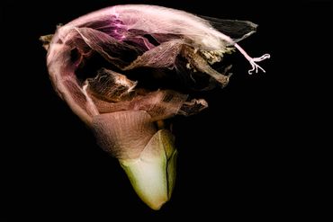 Close-up of a delicate, translucent flower bud against a black background.