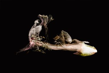 Close-up of a dried plant structure against a black background.