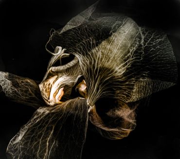 Close-up of a decayed flower with intricate textures against a black background.