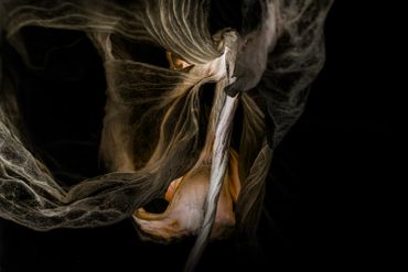 Close-up of translucent, delicate organic structures in dim light.