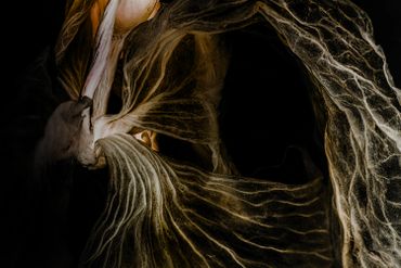 Close-up of dried, textured leaves with intricate veins against a dark background.