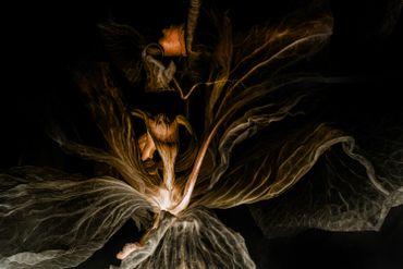 Close-up of a dried, dark flower with intricate veins and textures.