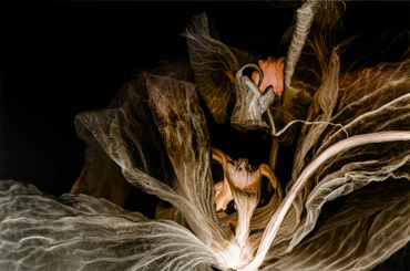 Close-up of dried, textured plant leaves and stems in warm lighting.