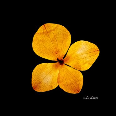Close-up of a translucent yellow flower with intricate veins on a black background.