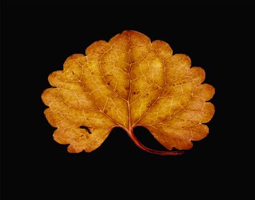 A dried, brown leaf with intricate veins on a black background.