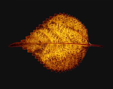 Close-up of a detailed autumn leaf with a glowing orange pattern on a black background.