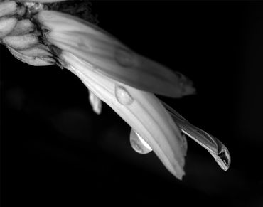 Close-up black and white photo of flower petals with water droplets.