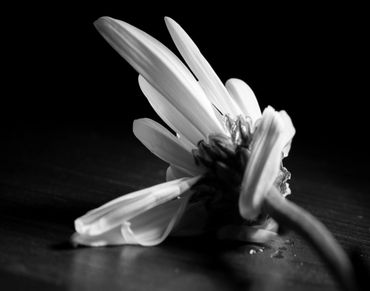 Black and white close-up of a flower lying on a dark surface.