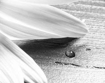 Close-up of flower petals with a water droplet on a textured surface.