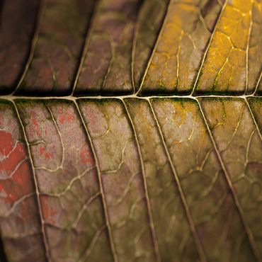 Close-up of a leaf showing intricate veins and autumn colors.