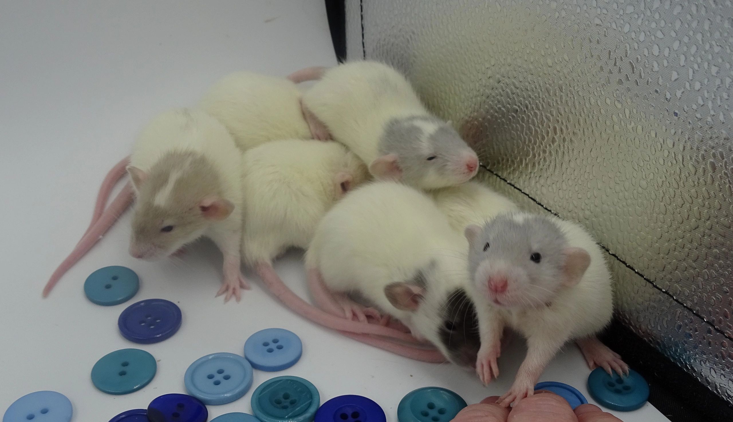 rat pet shop near me