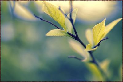 -- Renewal: New Leaves, New Growth