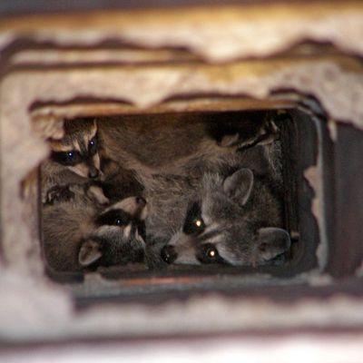 animal removal from chimney flue