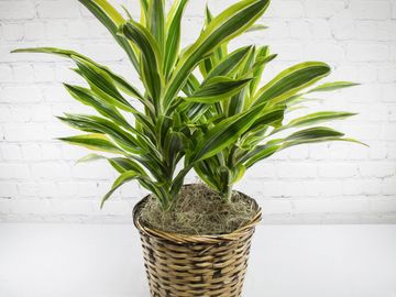 Dracaena Plant in Basket