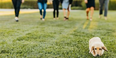 A small dog lying on grass with people walking in the background.