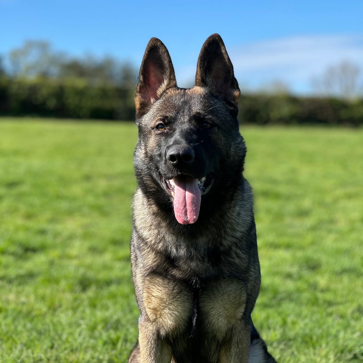 German Shepherd dog sitting on green grass with tongue out.