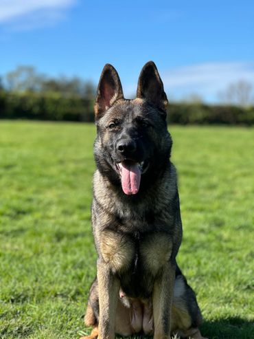 German Shepherd dog sitting on green grass with tongue out.