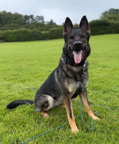 German Shepherd sitting on grass with tongue out.